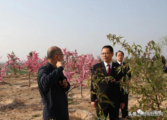 蒲城县检察院检察长吉红东一行调研蒲城县卧虎山关停石渣场区域植被恢复建设项目