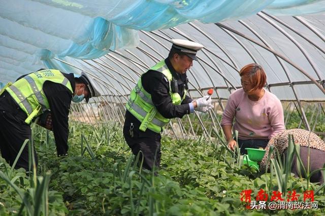 临渭交警:交安宣传进大棚(组图)