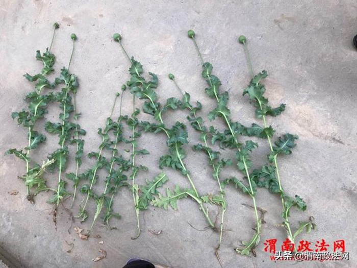 经过民警讲解法律知识，孟某承认错误并马上铲除销毁种植罂粟。