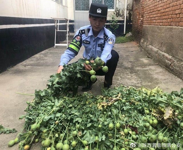 临渭公安崇凝所民警将100余株非法种植罂粟全部铲除。