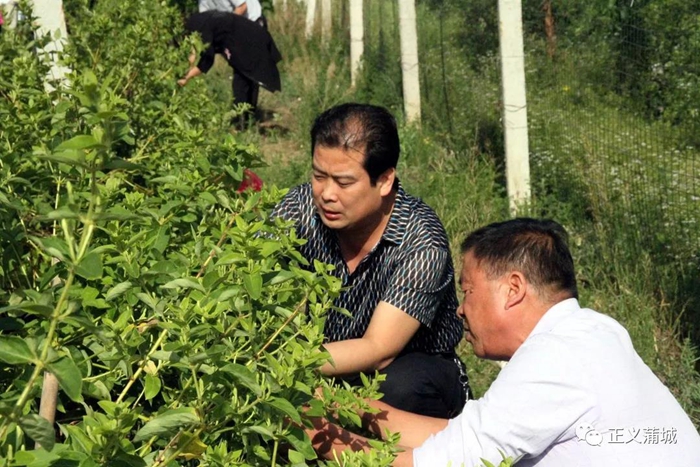 5月15日，蒲城县人民检察院组织党员干警赴包联兴镇帮助扶贫基地采摘金银花。