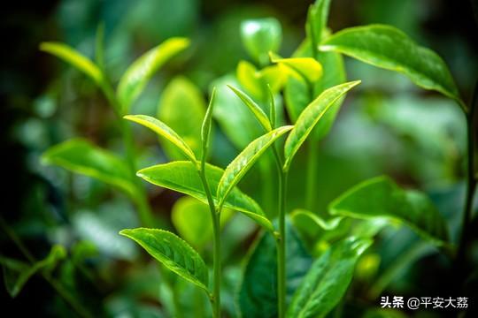【警苑心语】茶——大荔县公安局 张志明
