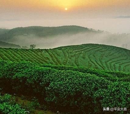 【警苑心语】茶——大荔县公安局 张志明