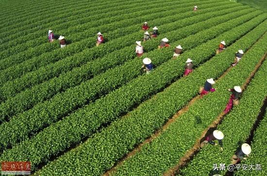 【警苑心语】茶——大荔县公安局 张志明