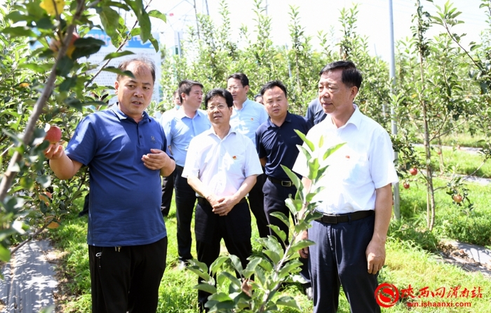 8月6日，渭南市委常委、政法委书记樊存弟在白水县四季香苹果专业合作社生产基地了解苹果产业发展现状。记者 许艾学摄