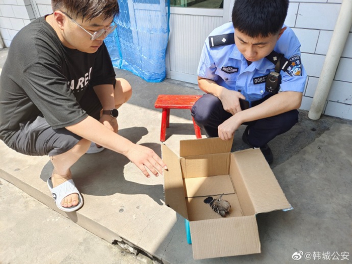 韩城警民携手救助国家二级保护动物。