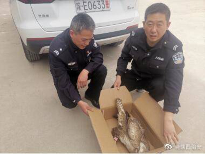 華州公安救助國家二級保護動物。