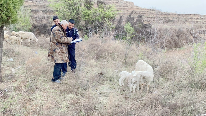蒲城民警幫助村民找回走失的三只羊.