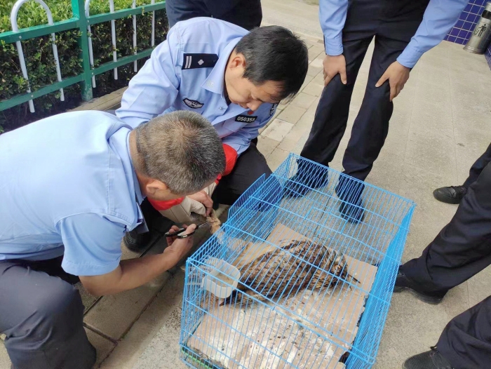 澄城警民合力，共助被困猫头鹰。