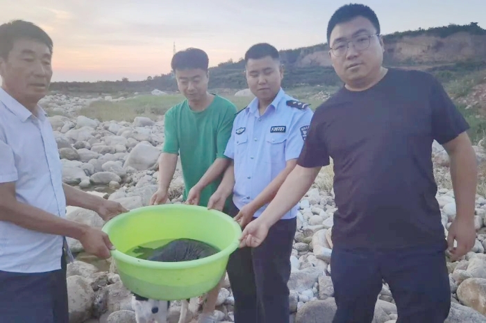 华州公安大明派出所救助一只国家二级保护动物——娃娃鱼。