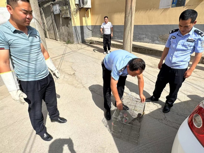 白水县警林合力救助国家二级保护动物猫头鹰。