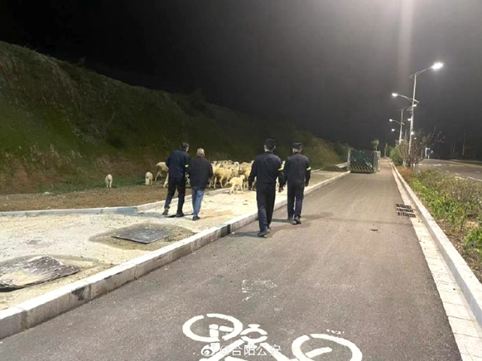 羊儿上路觅青草，合阳民警连夜走访找寻失主。