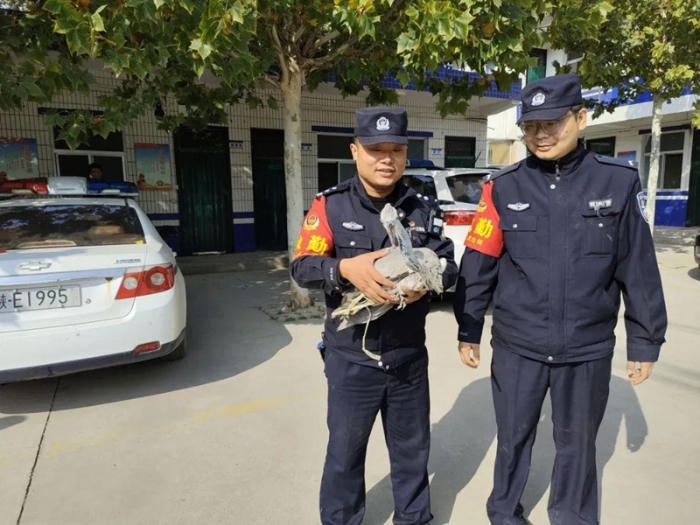 “落难”苍鹭飞落田间，大荔公安民警赴现场救助。