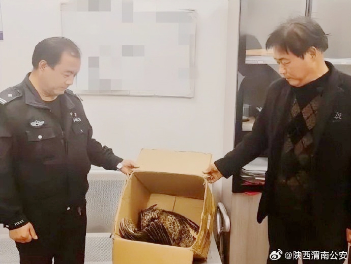 大荔县警民携手暖心救助受伤的猫头鹰。