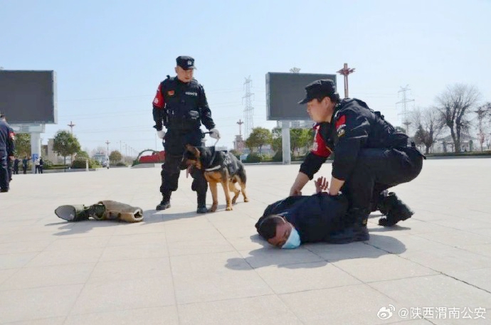 大荔公安通过设定模拟案件现场，提升特警和训导员与警犬的协同配合作战能力。