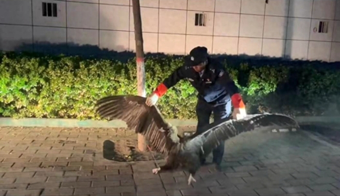 澄城县公安局森林派出所救助国家一级保护动物“秃鹫”。 澄城县公安局森林派出所救助国家一级保护动物“秃鹫”。