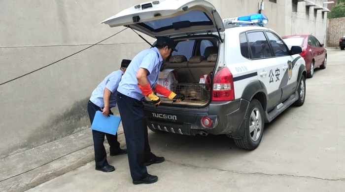 澄城公安成功救助国家“三有”动物狗獾。