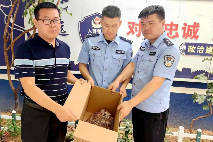 大荔县警民携手救助国家二级保护动物雕鸮。