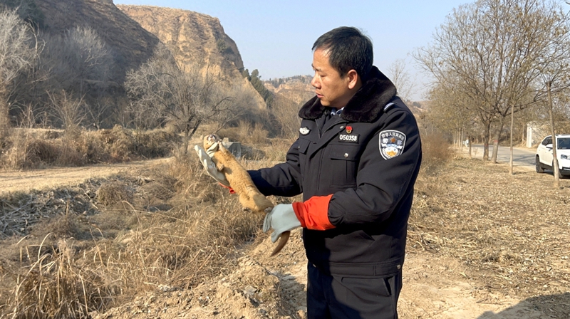 澄城公安森林派出所救助并放生国家“三有”动物黄鼬。 澄城公安森林派出所救助并放生国家“三有”动物黄鼬。