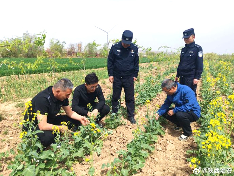 合阳公安开展禁种铲毒踏查行动。