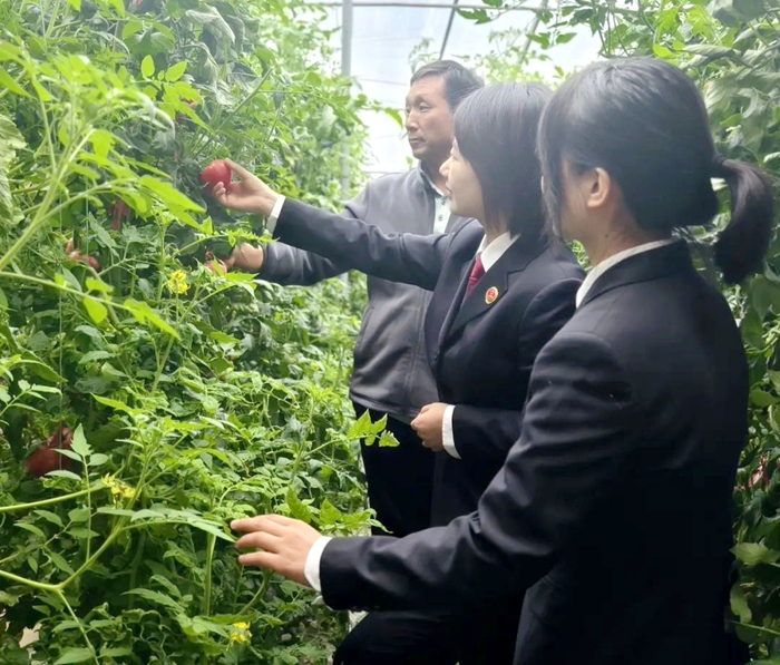 渭南市人民检察院公益诉讼部门干警深入农民专业合作社，对食用农产品质量安全情况进行专项监督。
