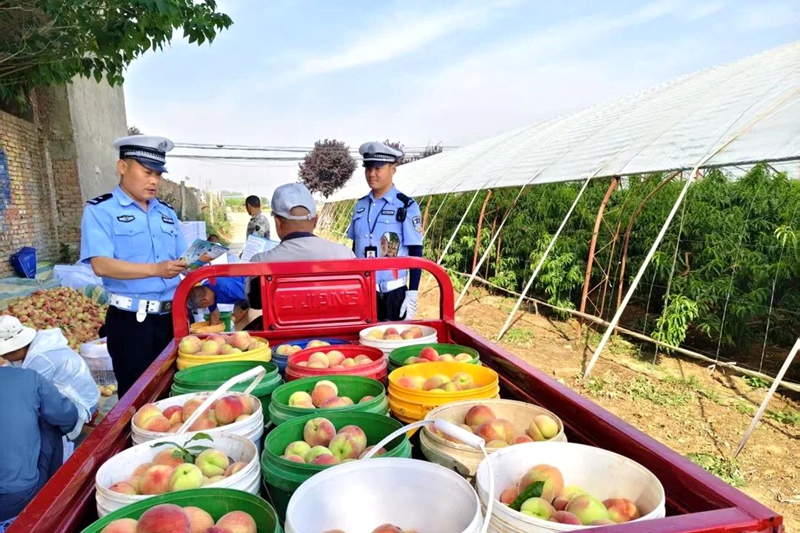华州交警深入辖区桃园开展交通安全宣传。