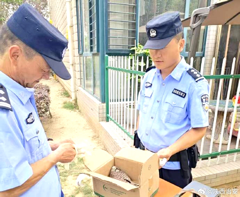 韩城公安救助一只国家保护动物。