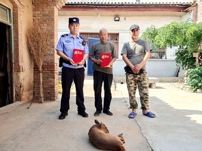 临渭区警民联手救助国家三有保护动物“麂子”。
