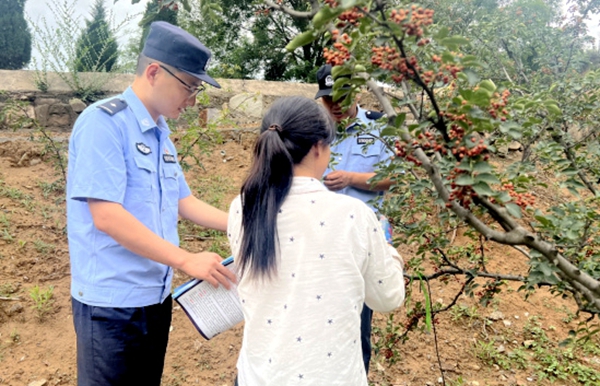 韩城市公安局桑树坪派出所民警走进花椒地开展反诈宣传。