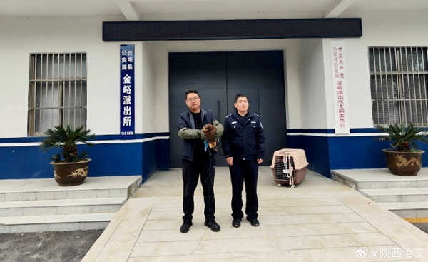 合阳警民联合救助国家一级保护动物草原雕.