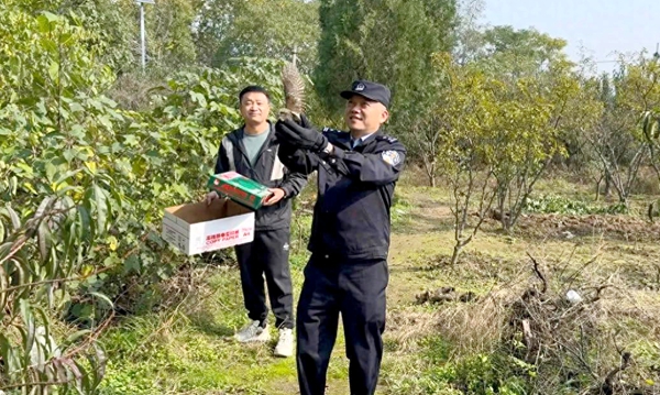 华阴公安救助放生国家二级保护野生动物斑头鸺鹠.