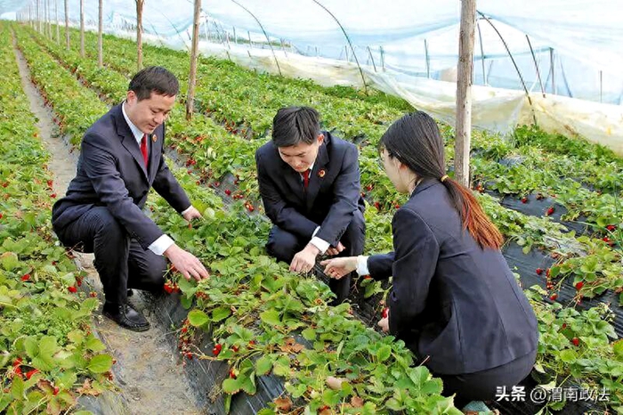 干警仔细查看草莓长势与健康状况，并询问种植户农资采购渠道、农药使用品种等情况。 通讯员 杨泽暕 摄